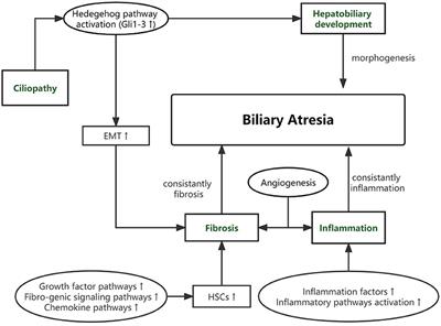 Genetic Factors and Their Role in the Pathogenesis of Biliary Atresia